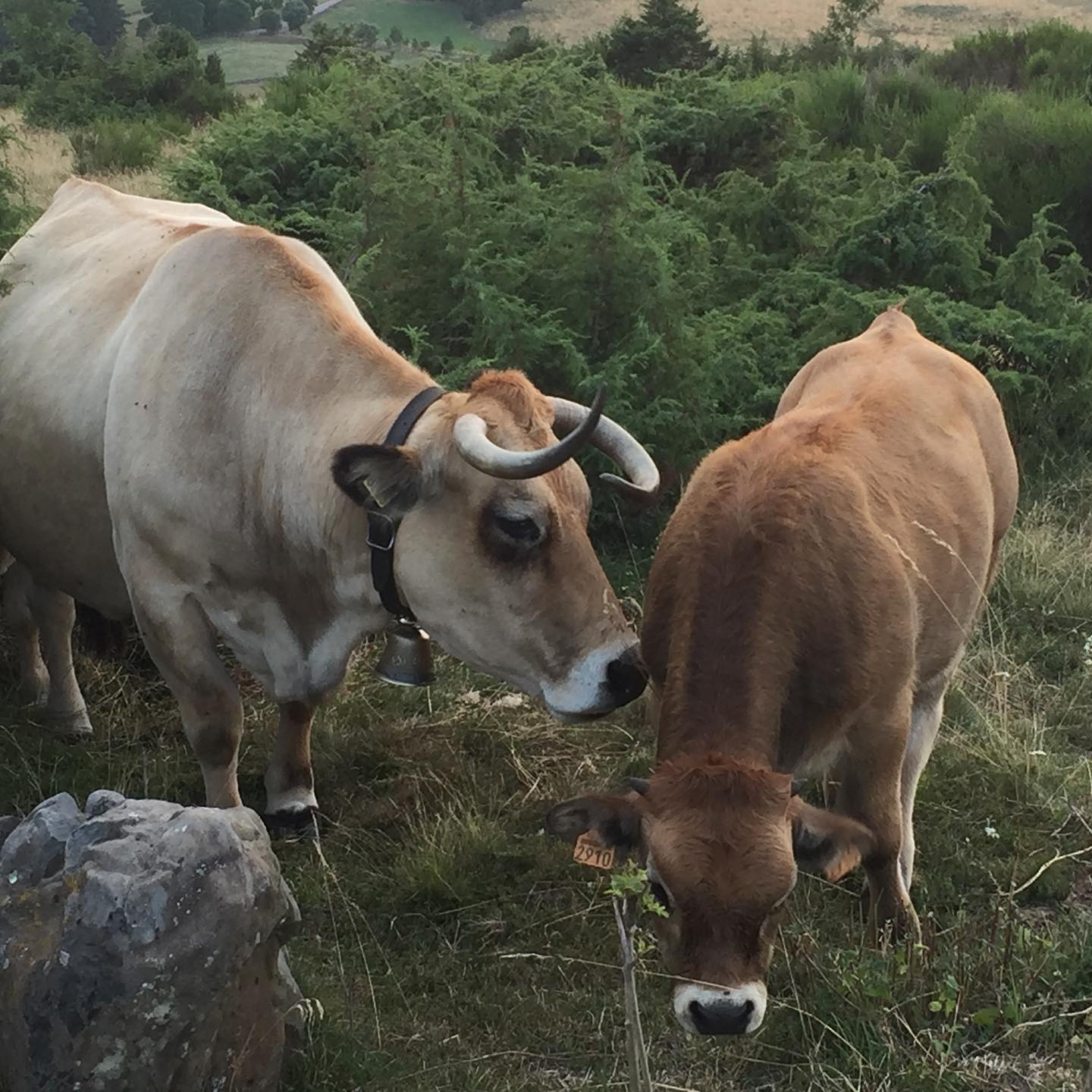 Le plateau du Larzac et ses jolies vaches 🌿🐂
#larzac #LoveiLP #summer #activities #apprentissage #learnfrench #montpel